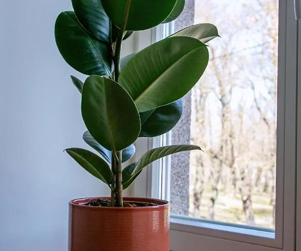 Kalamaja Park Fast Net 150 G, Bath Appartement Tallinn